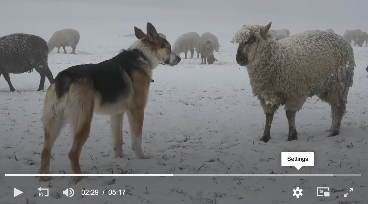 Redesigned JW Player 8 video player interface